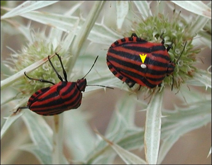 Graphosoma italicum 6