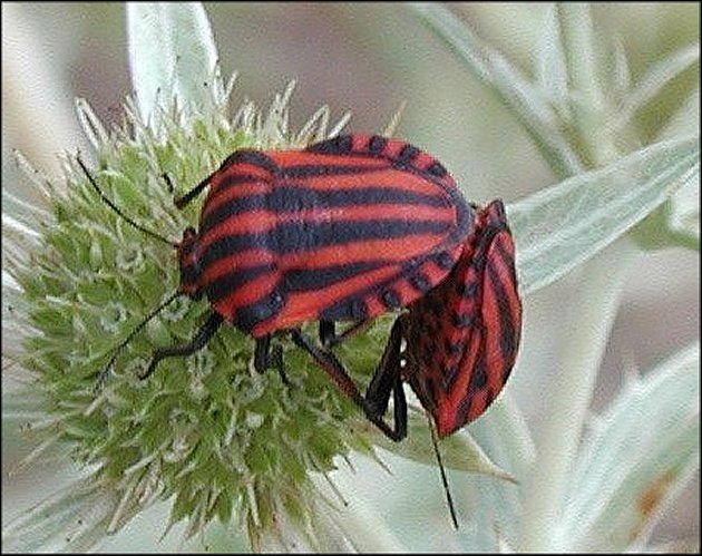 Graphosoma italicum 7