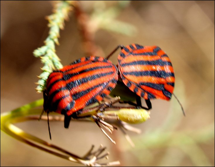 Graphosoma italicum 8