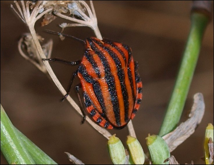 Graphosoma italicum 9