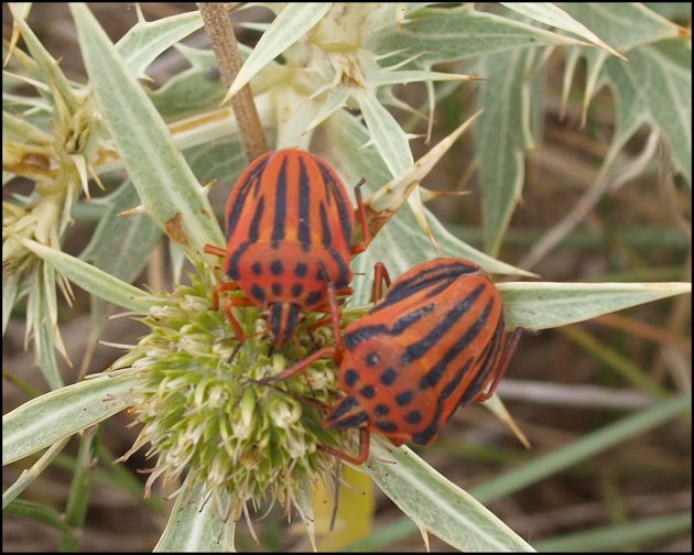 Graphosoma semi-punctatum 10