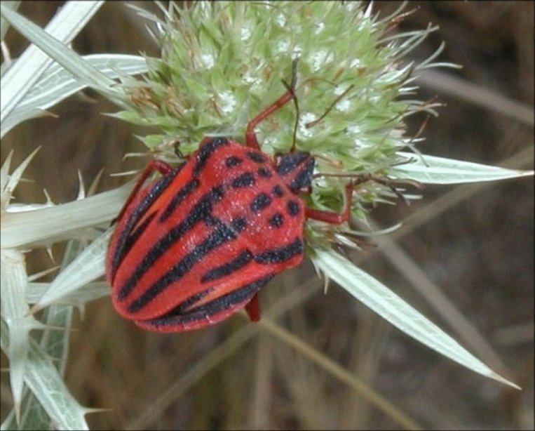 Graphosoma semi-punctatum 2