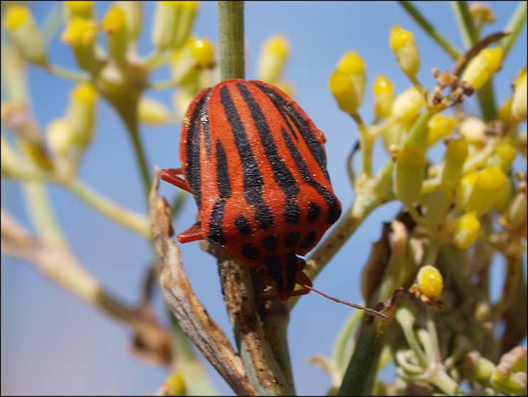 Graphosoma semi-punctatum 4