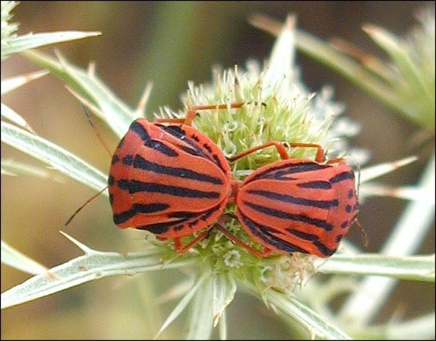 Graphosoma semi-punctatum 6