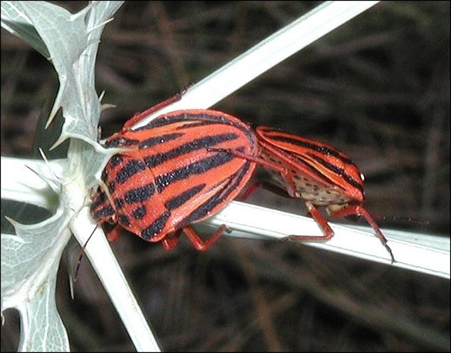 Graphosoma semi-punctatum 7