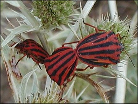 Graphosoma semi-punctatum 8