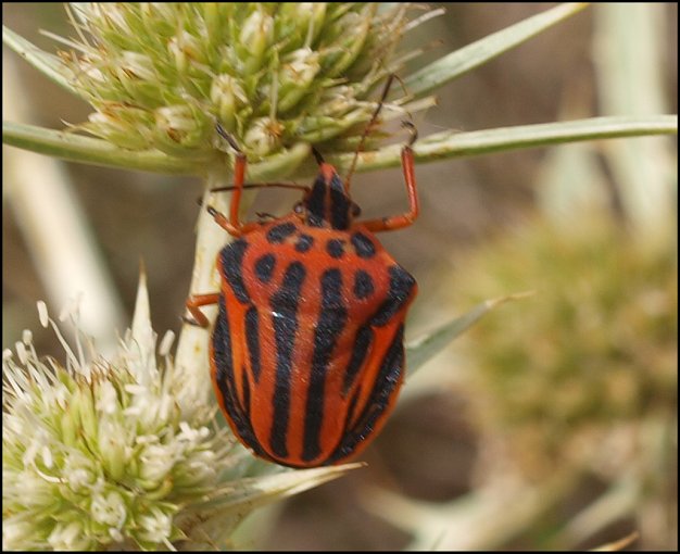 Graphosoma semi-punctatum 9