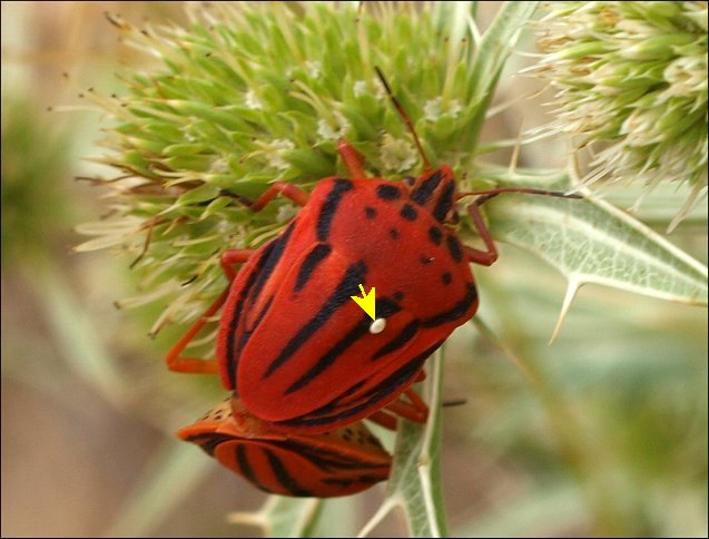 Graphosoma semi-punctatum a
