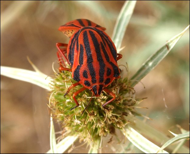 Graphosoma semi-punctatum b
