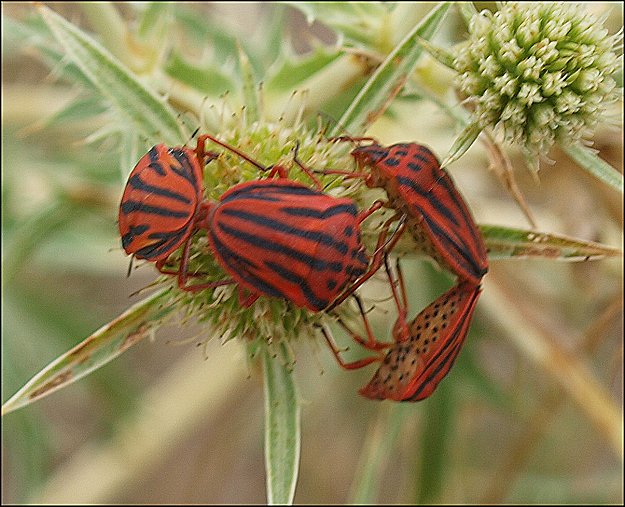 Graphosoma semi-punctatum d