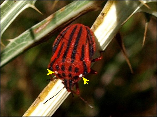 Graphosoma semipunctatum b