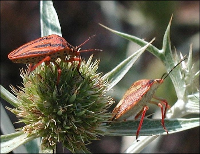Graphosoma, Carpocoris