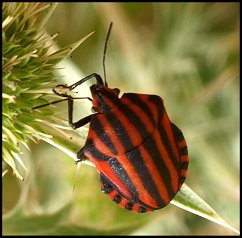 Graphosome italien