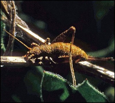 Grillon des Cistes