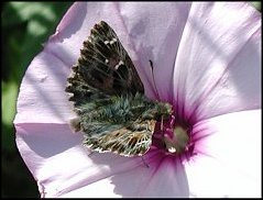 Grisette