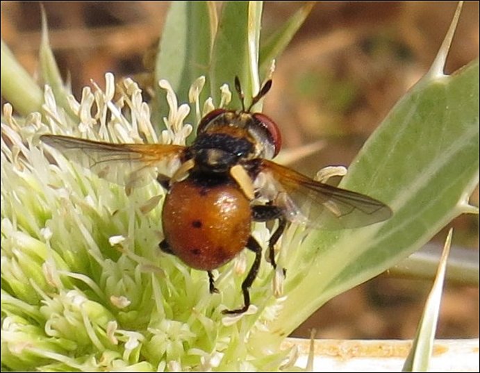Gymnosoma rotundatum 1