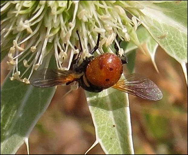 Gymnosoma rotundatum 4