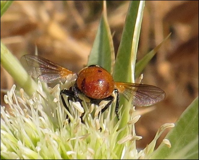 Gymnosoma rotundatum 5