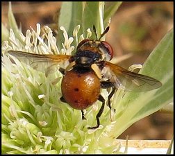Gymnosome