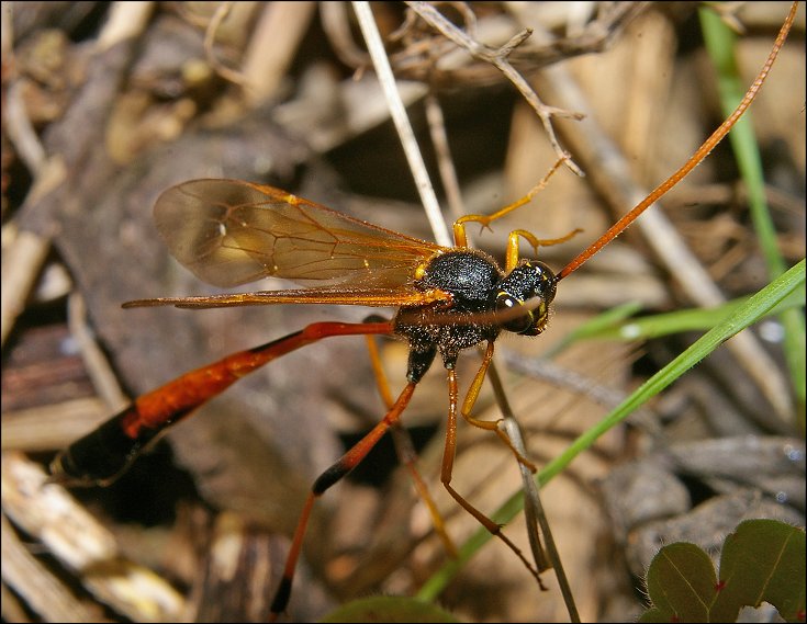 Habrocampulum biguttatum 1