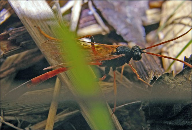 Habrocampulum biguttatum 2
