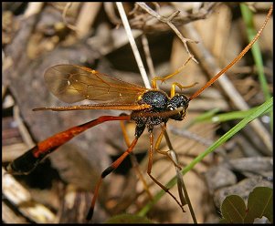 Habrocampulum