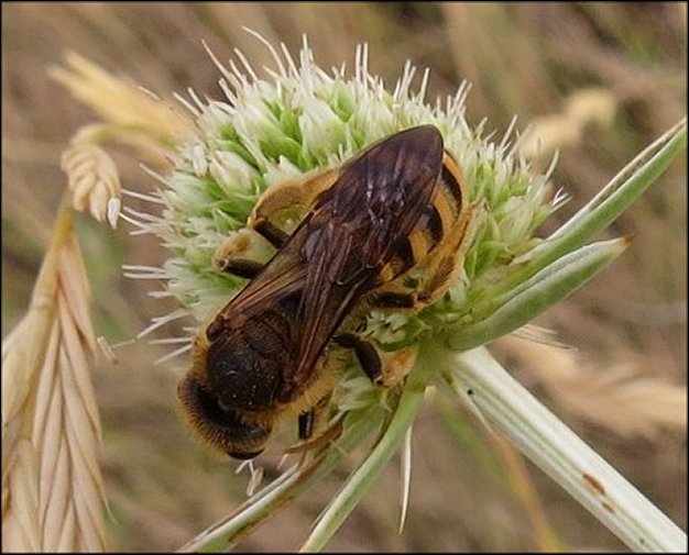 Halictus scabiosae 1