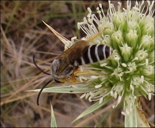 Halictus scabiosae 10