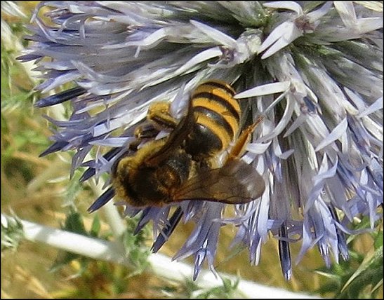 Halictus scabiosae 11