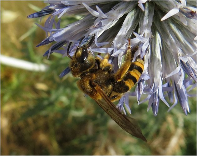Halictus scabiosae 12