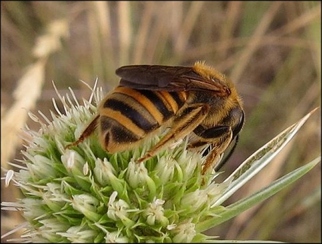 Halictus scabiosae 2