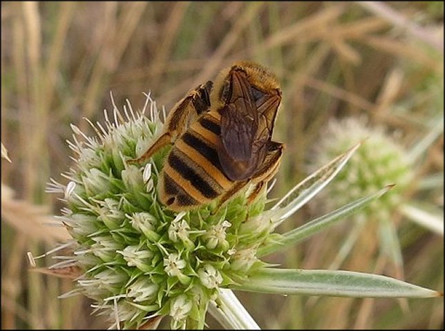 Halictus scabiosae 3