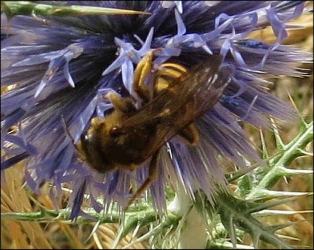 Halictus scabiosae 4