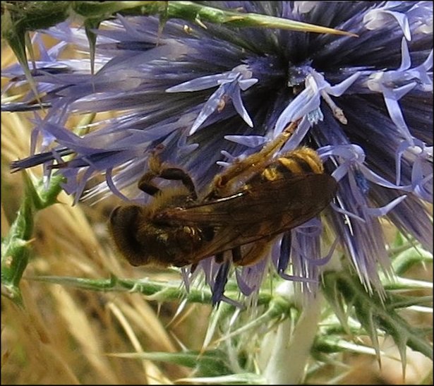 Halictus scabiosae 5
