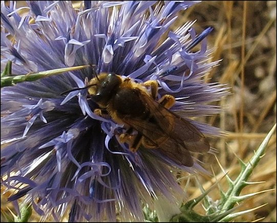 Halictus scabiosae 6