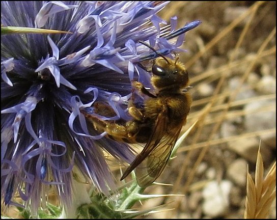 Halictus scabiosae 7