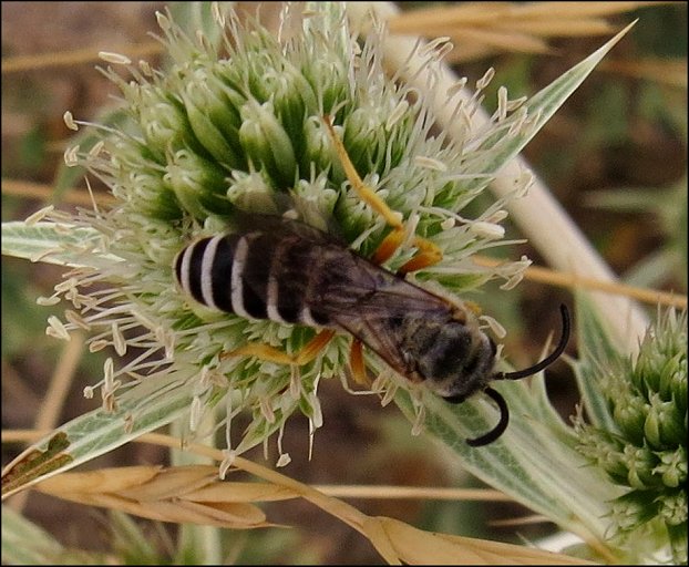 Halictus scabiosae 8