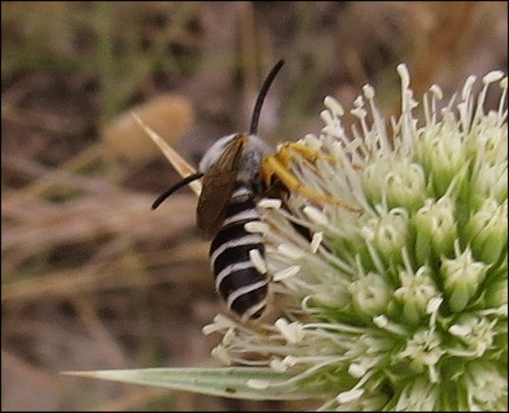 Halictus scabiosae 9