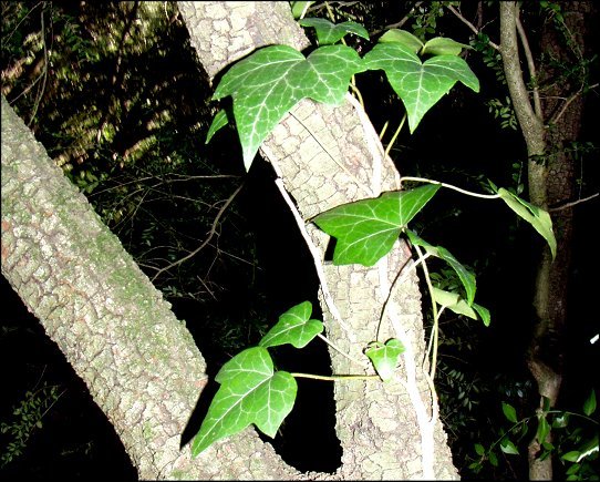 Hedera helix 1