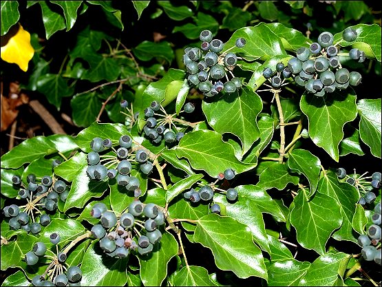 Hedera helix 10
