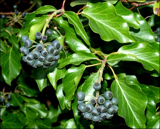 Hedera helix 11