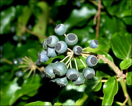 Hedera helix 12