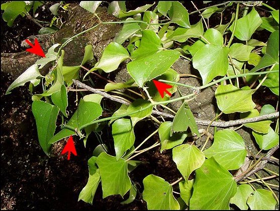 Hedera helix 13