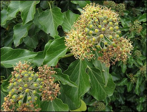 Hedera helix 14