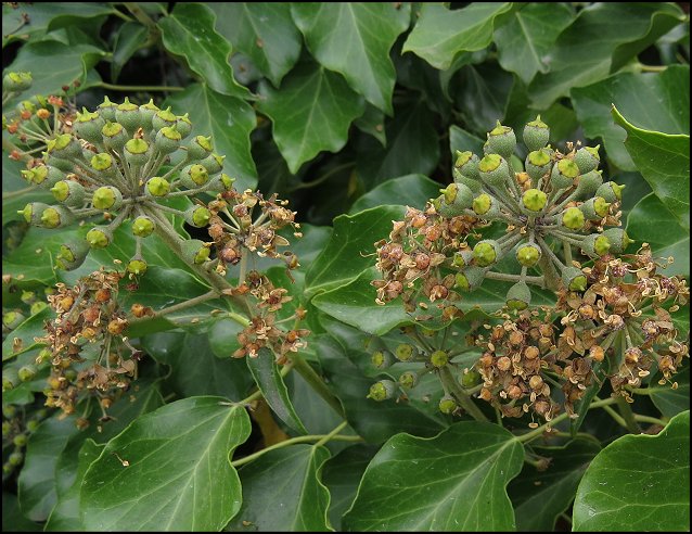 Hedera helix 15