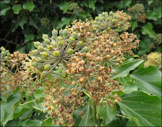 Hedera helix 16