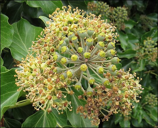 Hedera helix 17