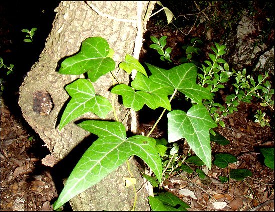 Hedera helix 2
