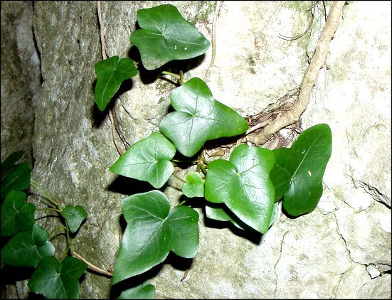 Hedera helix 3