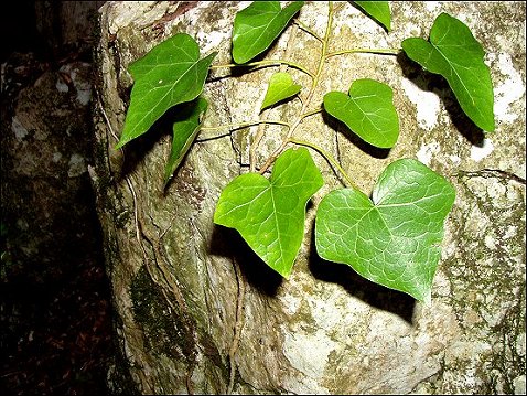 Hedera helix 4